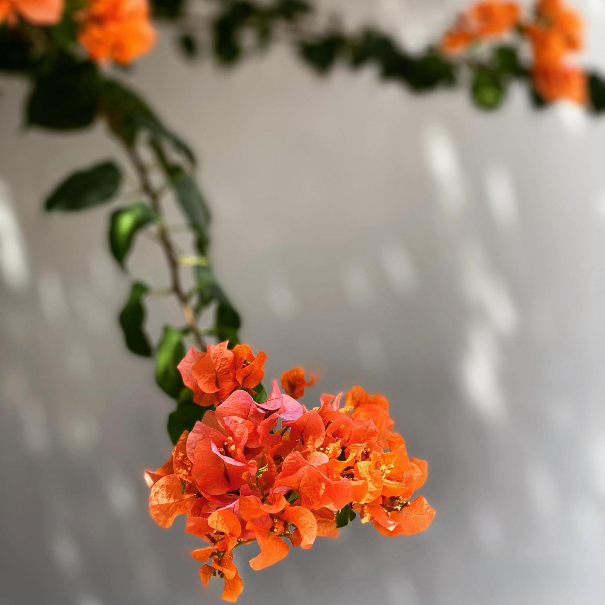 The Killians Boutique Hotel Kochi Exteriér fotografie